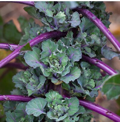 Kaletes 'Autumn Star F1'